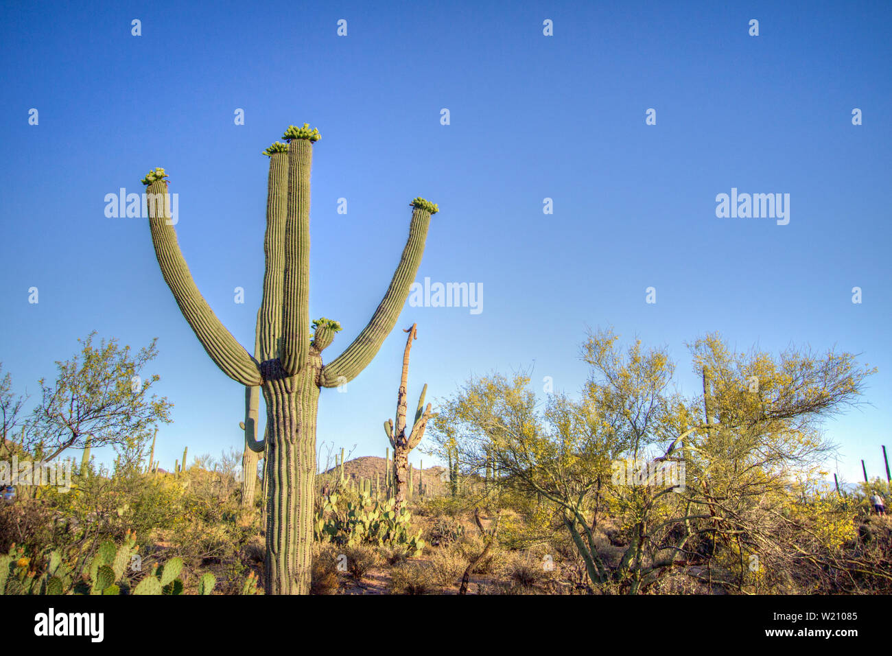 Saguaro Cactus In Fiore. Cactus Saguaro con fiori durante la primavera del deserto di sonora nel Parco Nazionale di Saguaro a Tucson, Arizona Foto Stock