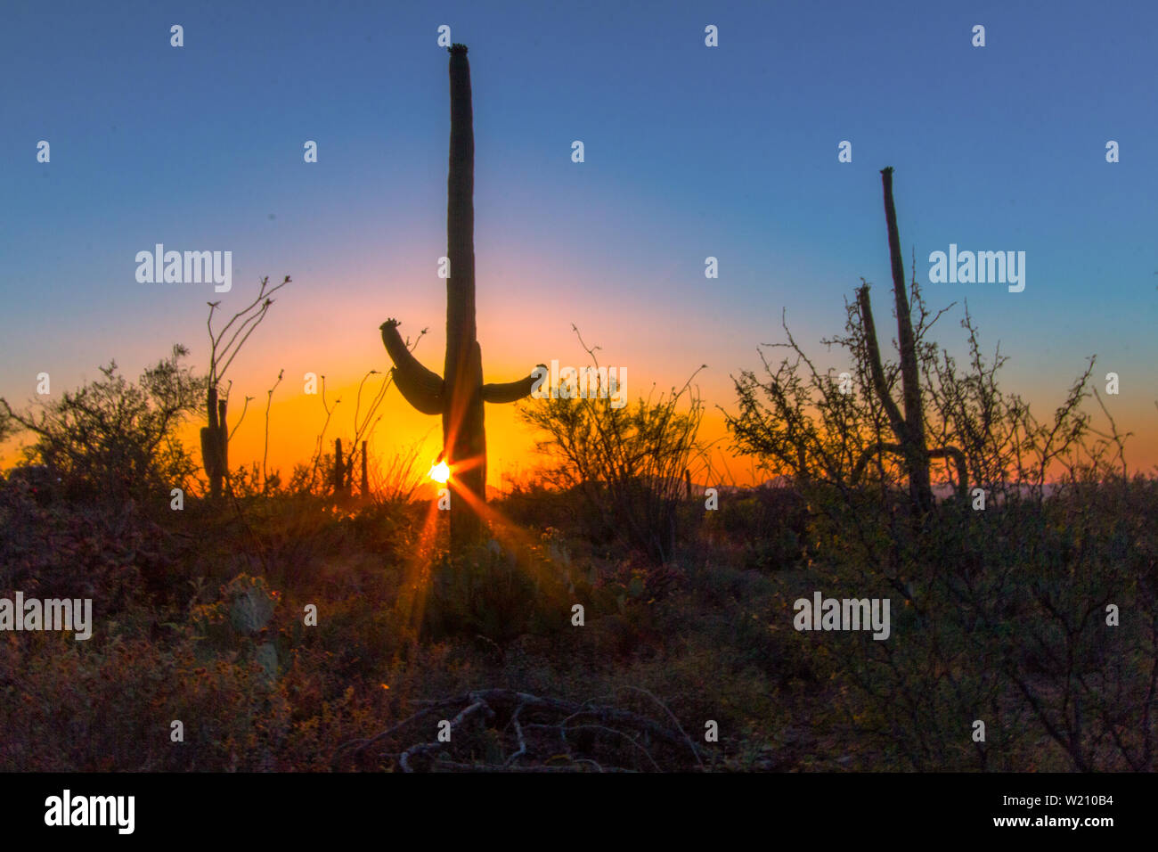 Cactus Saguaro Silhouette. Rari Grandi cactus Saguaro nel deserto di Sonora al tramonto nel Parco nazionale del Saguaro. Tucson, Arizona, Stati Uniti d'America Foto Stock