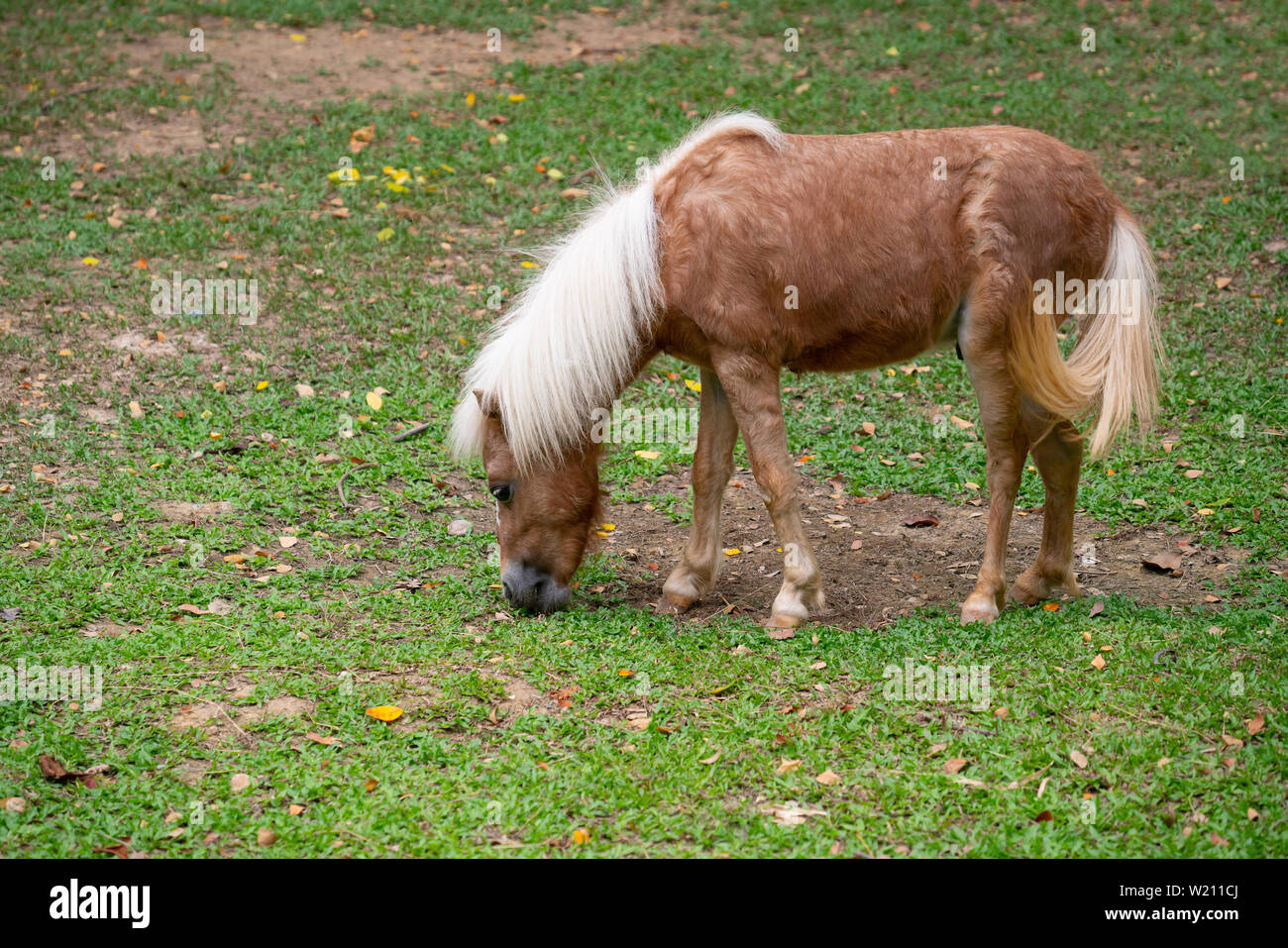 Cavalli in miniatura mangiare erba di pascolo Foto Stock
