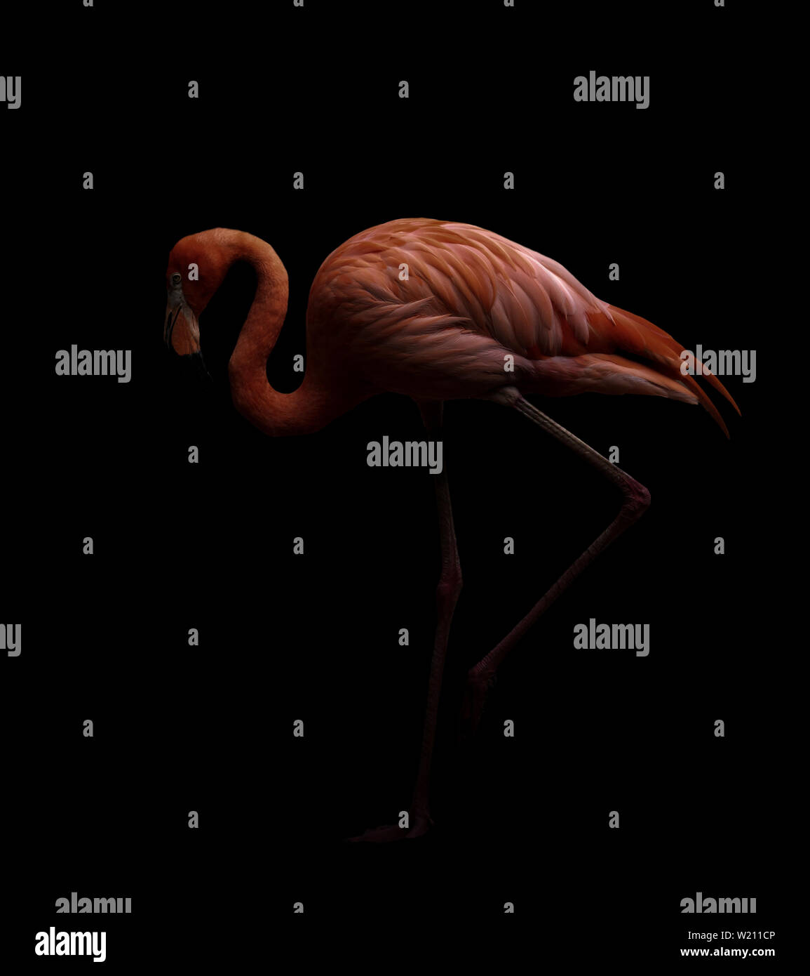 American flamingo bird (Phoenicopterus ruber) in uno sfondo scuro Foto Stock