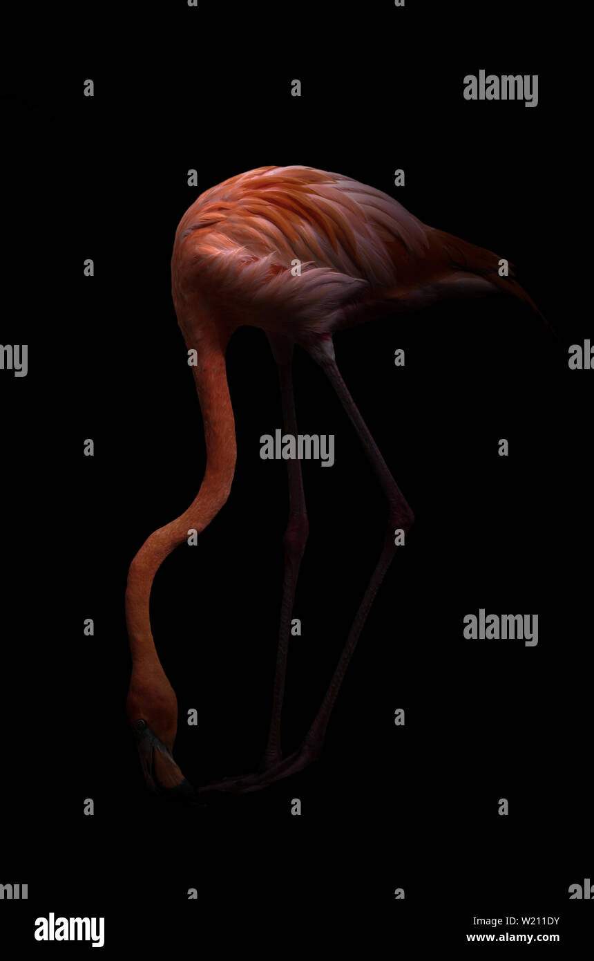 American flamingo bird (Phoenicopterus ruber) in uno sfondo scuro Foto Stock