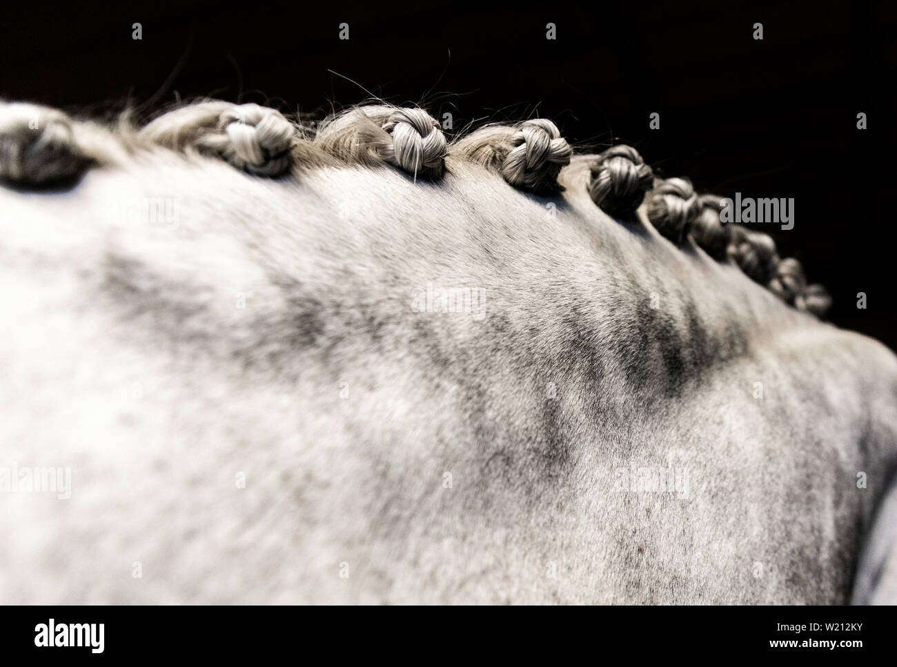 Horse inarcamento collo con trecce Foto Stock