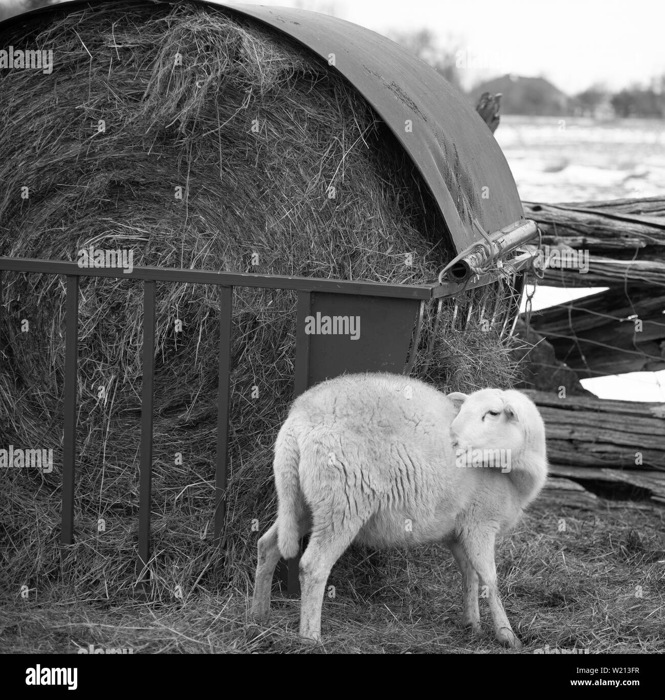 Pecore in fattoria Foto Stock