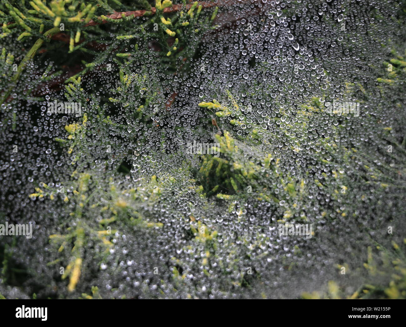 Fresche gocce di rugiada catturati in una tela di ragno. Foto Stock