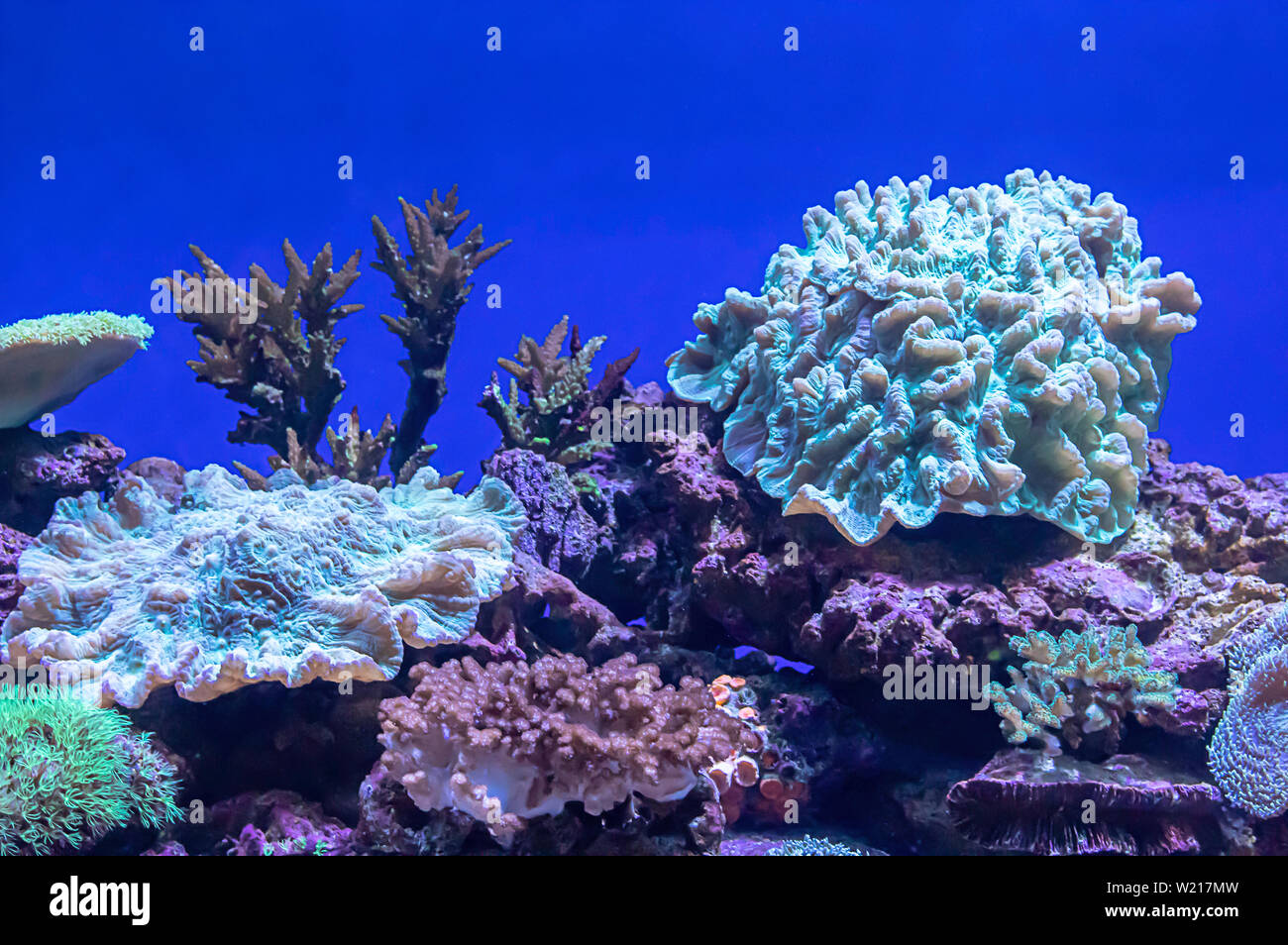 Coralli colorati sotto il mare in Thailandia. Foto Stock