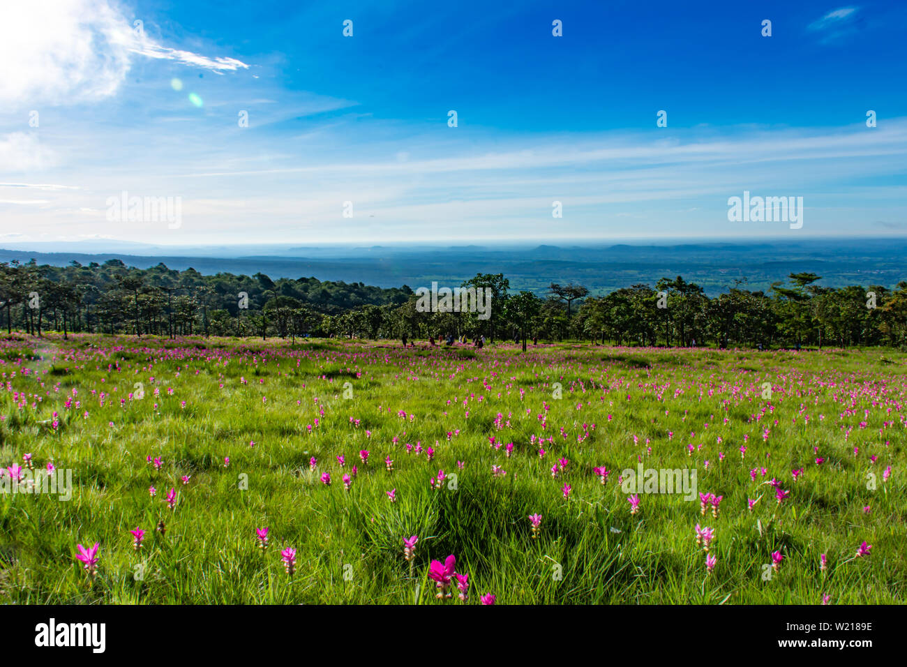 Curcuma alismatifolia sulla montagna presso Sai Thong Parco Nazionale della Thailandia. Foto Stock
