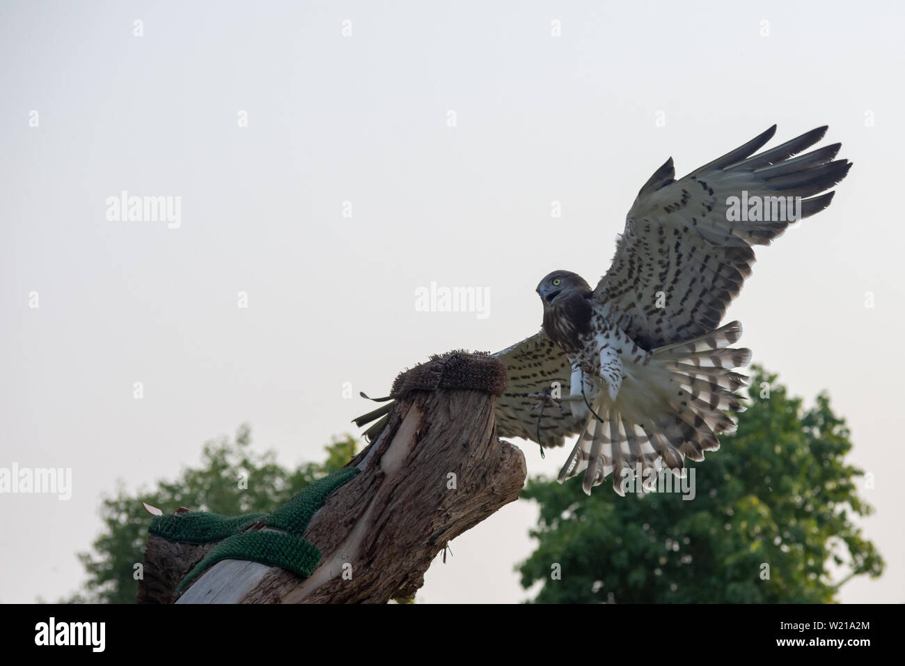 Il corto-toed eagle serpente (Circaetus gallicus), anche noto come Short-toed eagle vola nel diffondere le sue ali back lite. Foto Stock