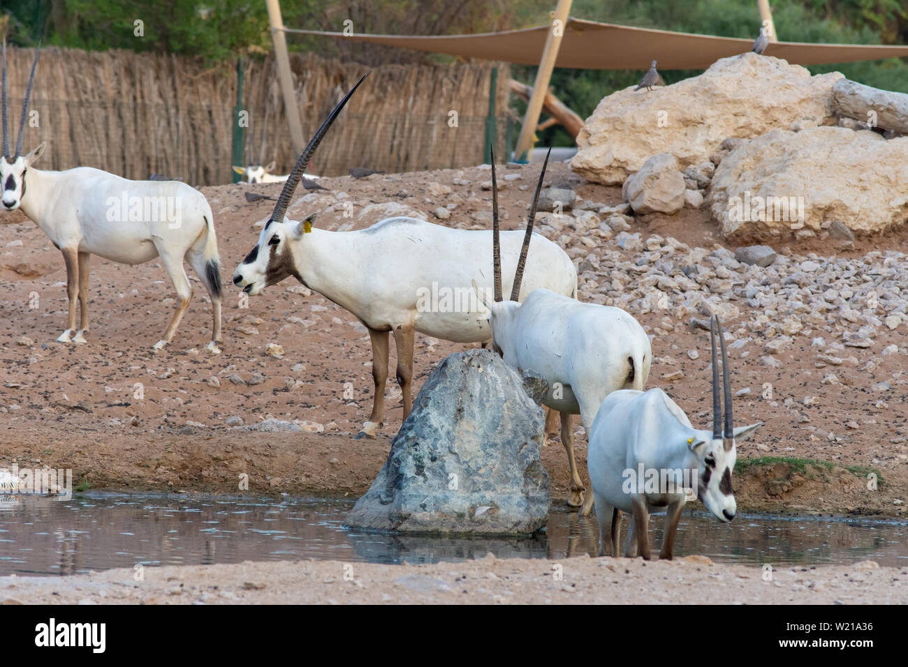 Un gruppo di arabian oryx (Oryx leucoryx) in pericolo critico residente del Golfo Arabico sorge nella calda sabbia del deserto in prossimità di un foro per l'acqua a Al Ain Foto Stock