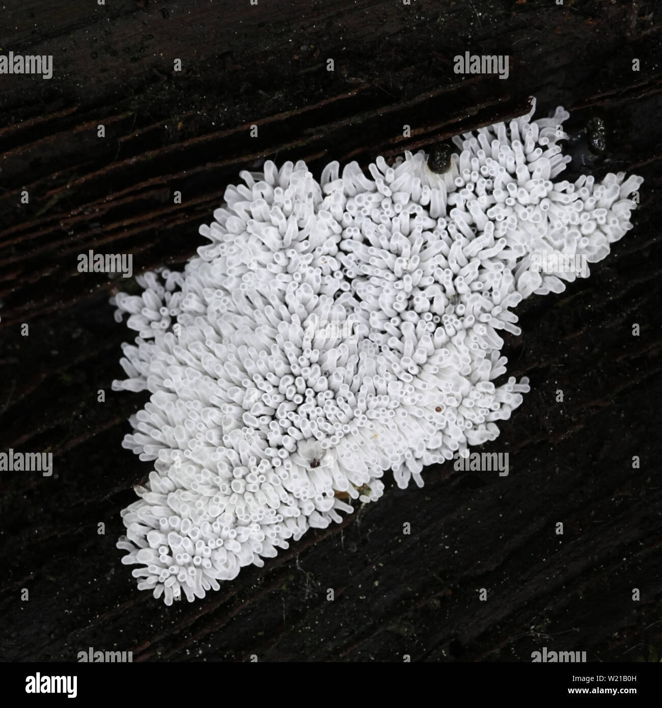 Sporangia di corallo bianco slime stampo, Ceratiomyxa fructiculosa Foto Stock