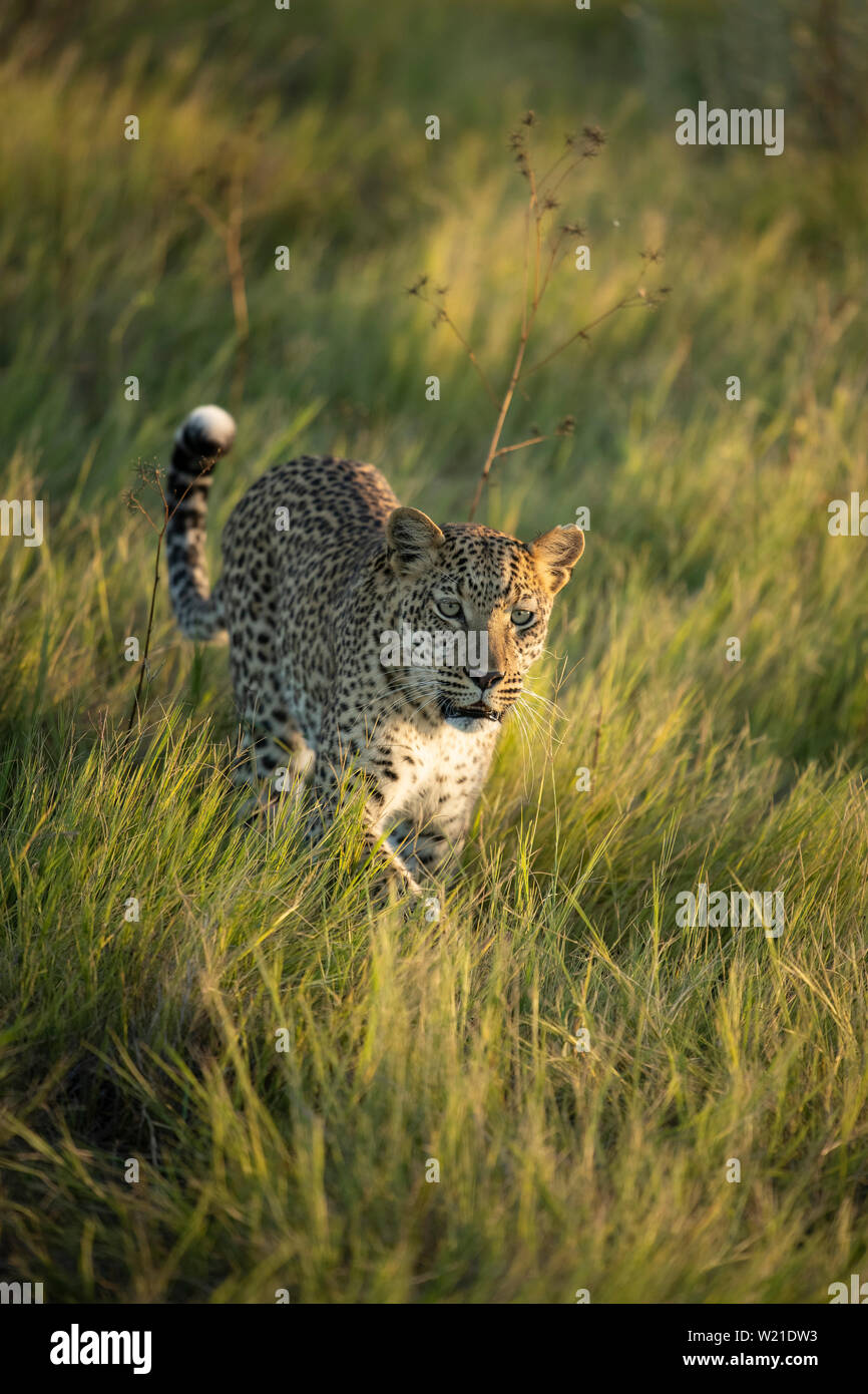 Femmina a piedi di Leopard e marcatura territorio in Chitabe Okavango Delta Botswana Foto Stock