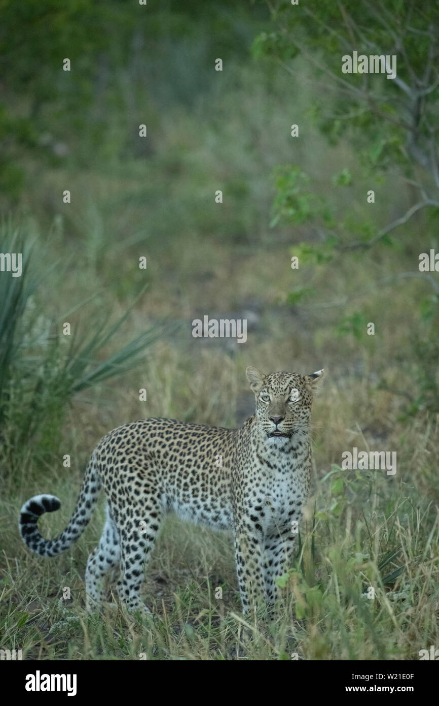 Femmina a piedi di Leopard e marcatura territorio in Chitabe Okavango Delta Botswana Foto Stock