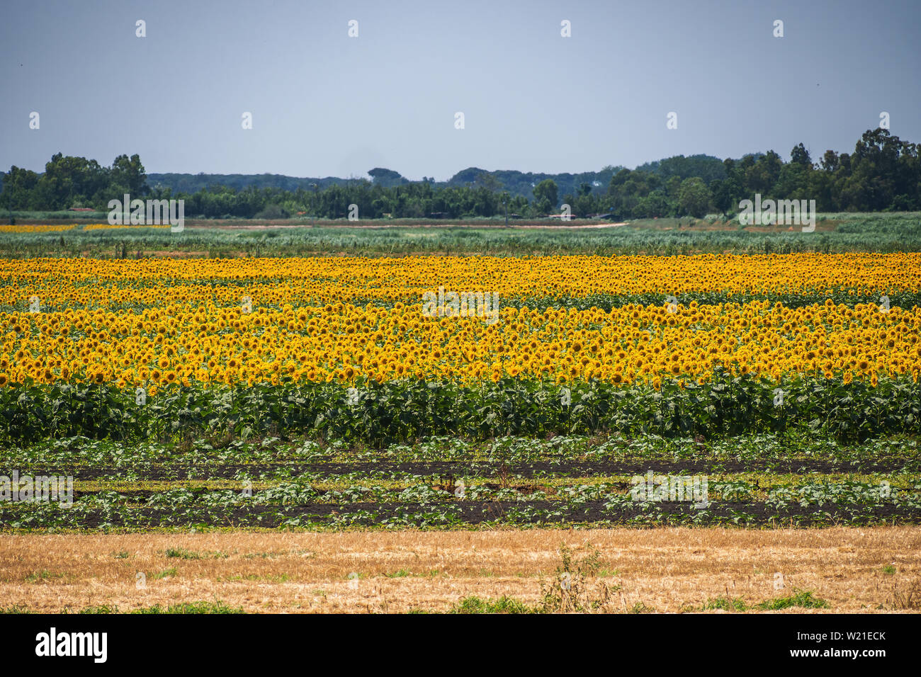 Campo di girasoli. In fiore luce naturale, agricoltura etc in Toscana. Prodotti resistenti alla siccità, sorge il caldo Foto Stock