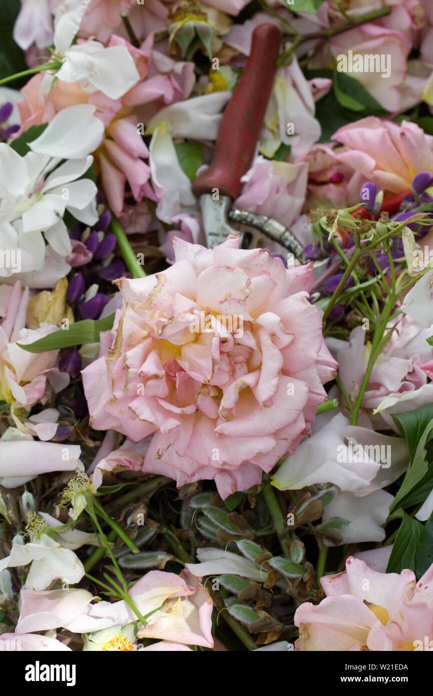 Deadheading rose. Foto Stock