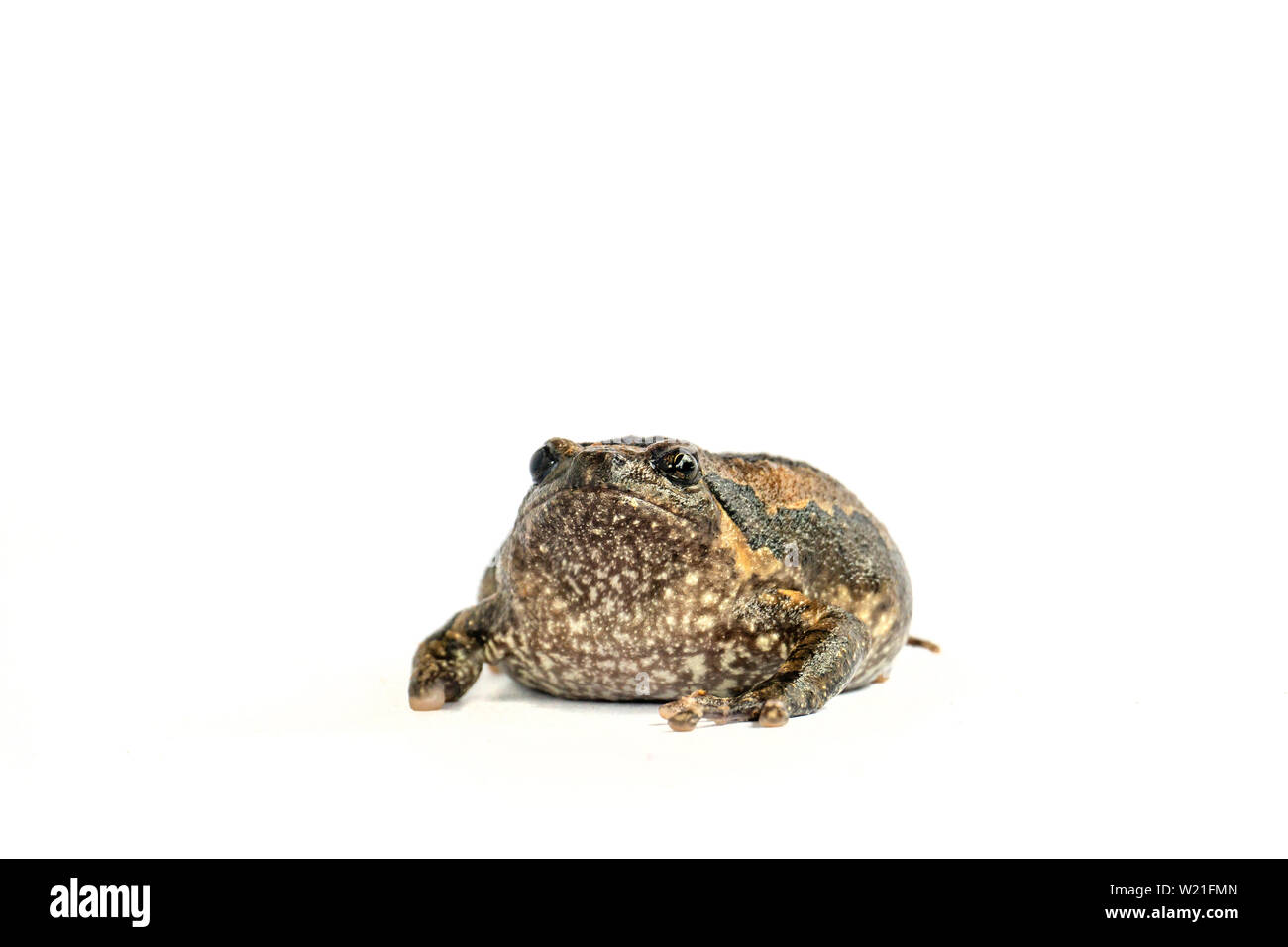 Bullfrog (Kaloula pulchra) isolato su sfondo bianco. Foto Stock