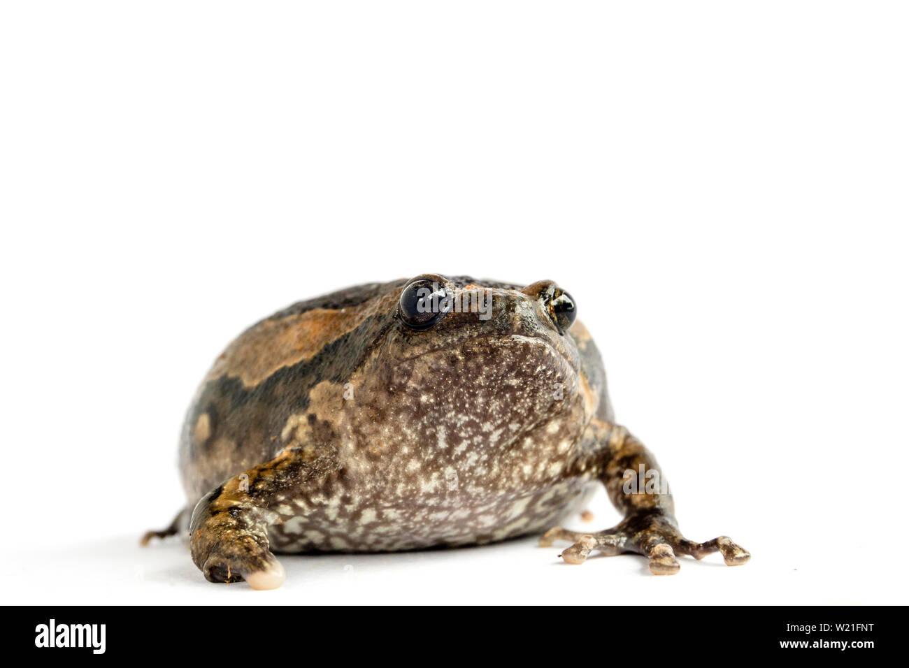 Bullfrog (Kaloula pulchra) isolato su sfondo bianco. Foto Stock