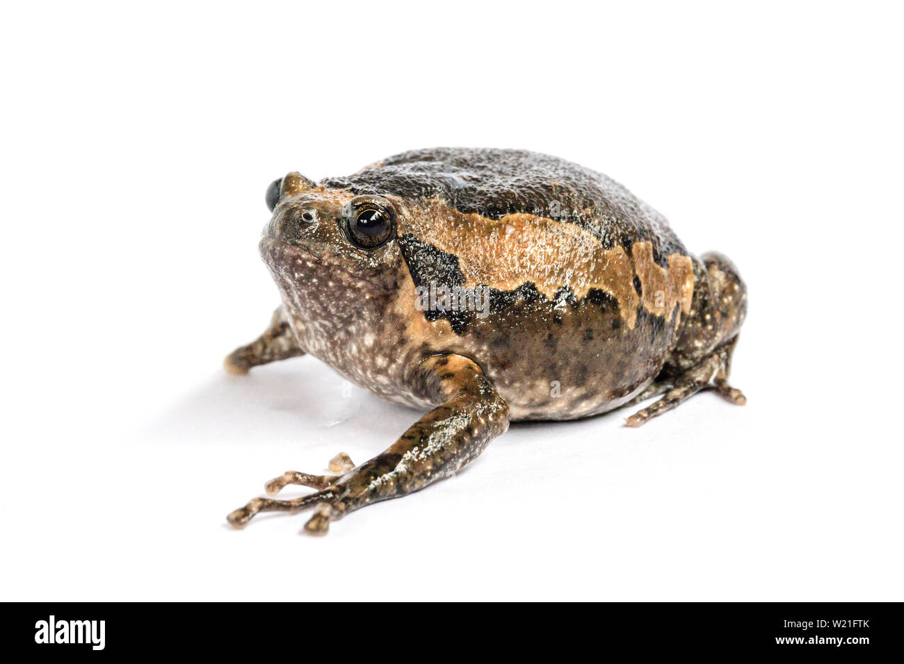 Bullfrog (Kaloula pulchra) isolato su sfondo bianco. Foto Stock