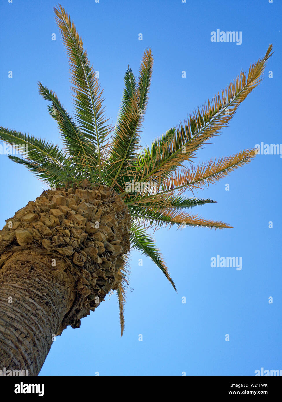 Palm tree come un dispensatore di ombra nella parte anteriore della soleggiata cielo blu, girato da sotto Foto Stock