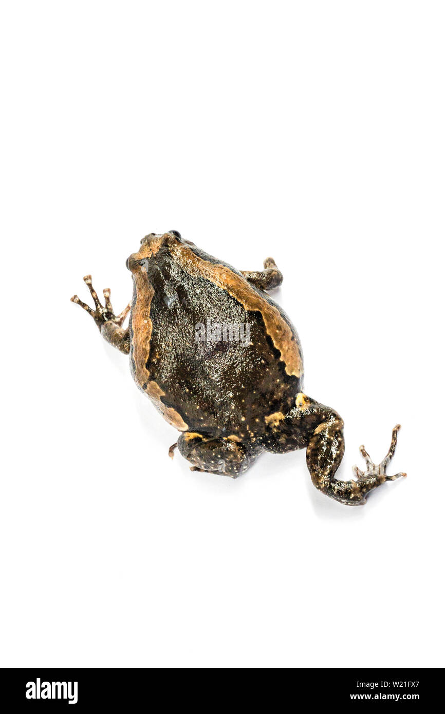 Bullfrog (Kaloula pulchra) isolato su sfondo bianco. Foto Stock