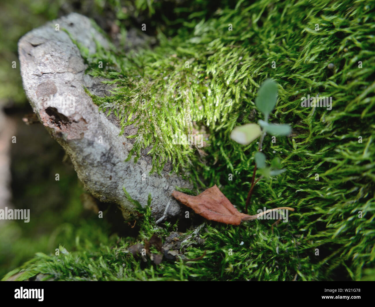 Il muschio e funghi che crescono su un albero di prugna Foto Stock
