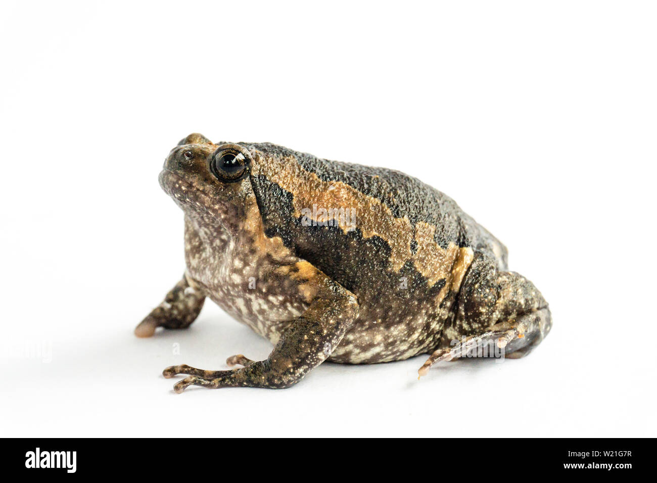 Bullfrog (Kaloula pulchra) isolato su sfondo bianco. Foto Stock