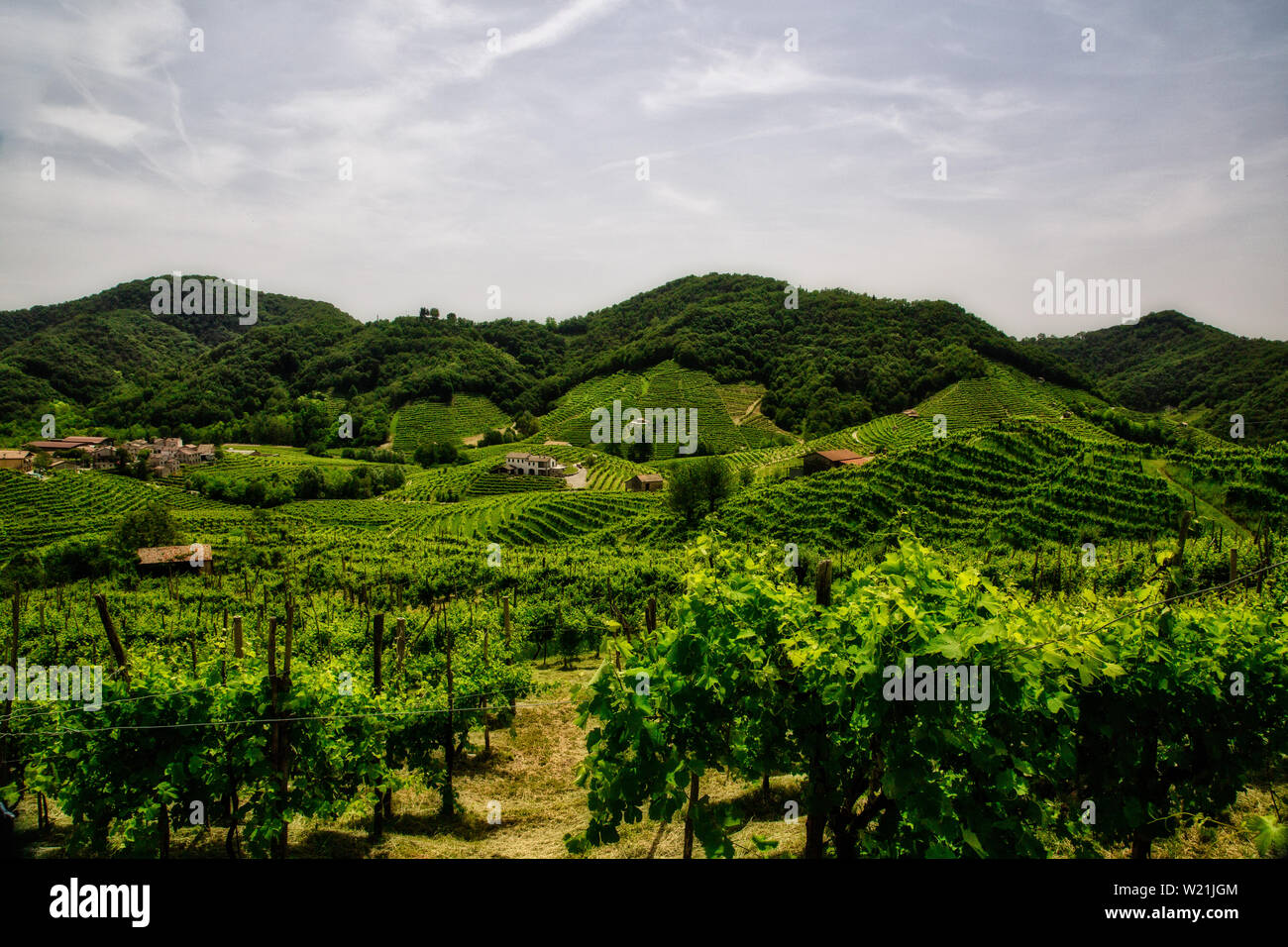 Pittoresche colline di vigneti del Prosecco spumante, regione a Valdobbiadene, Veneto, Italia. Foto Stock