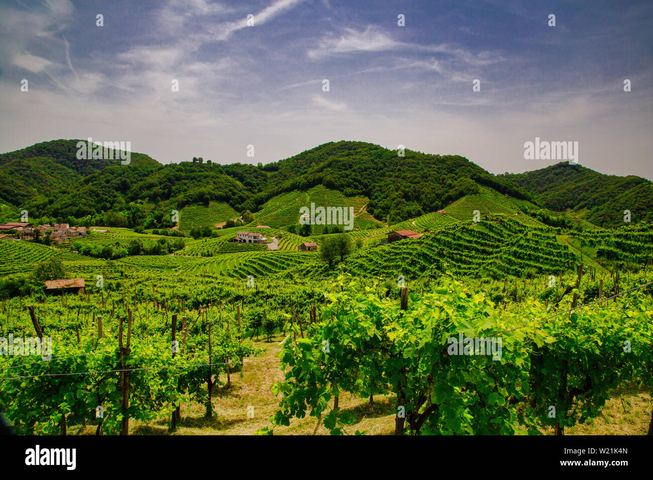 Pittoresche colline di vigneti del Prosecco spumante, regione a Valdobbiadene, Veneto, Italia. Foto Stock