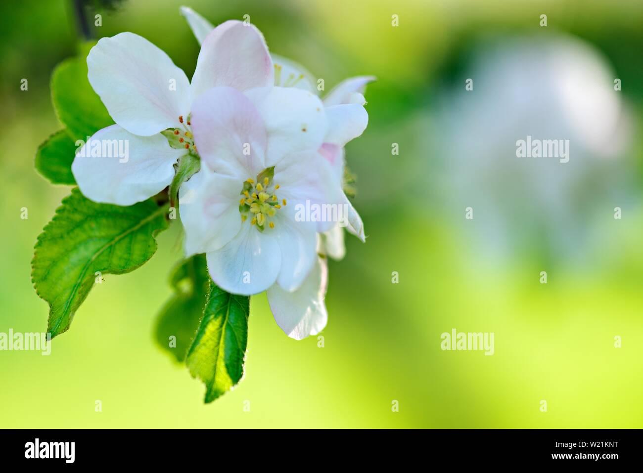 Fiori in primavera, in delicati colori e nitidezza selettiva, close-up, simbolo immagine, Germania Foto Stock