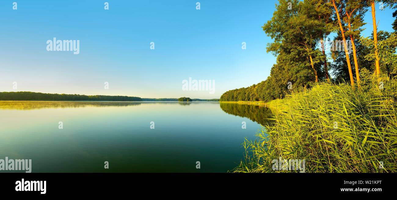 A riva con canne nella luce del mattino, lago Grosser Mullroser vedere, Mullrose, Schlaubetal natura park Park, Brandeburgo, Germania Foto Stock