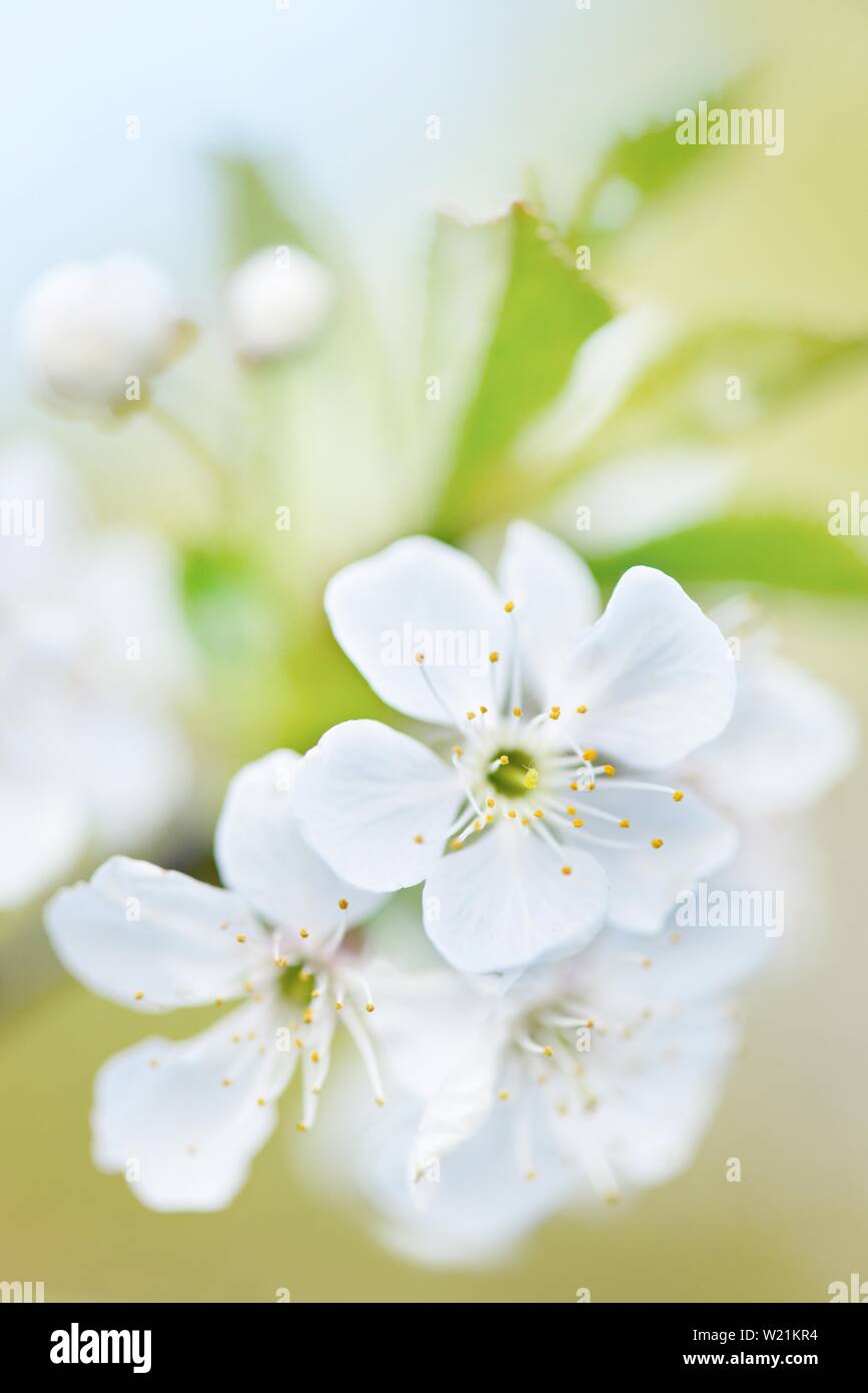La fioritura dei ciliegi in Primavera, delicati colori, nitidezza selettiva, close-up, simbolo immagine, Germania Foto Stock