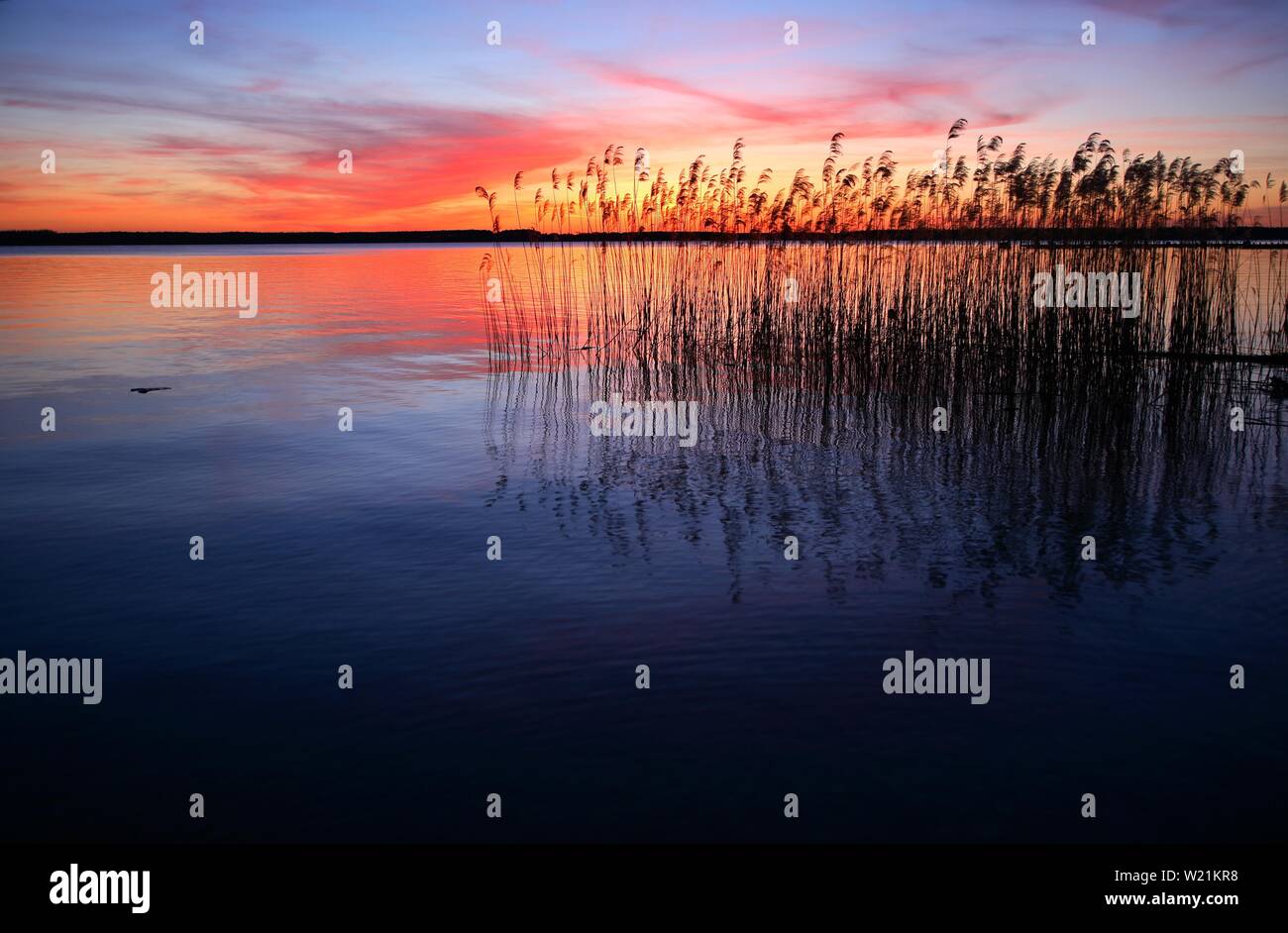 Il lago con reed al tramonto, Plauer See, Meclemburgo-Pomerania, Germania Foto Stock