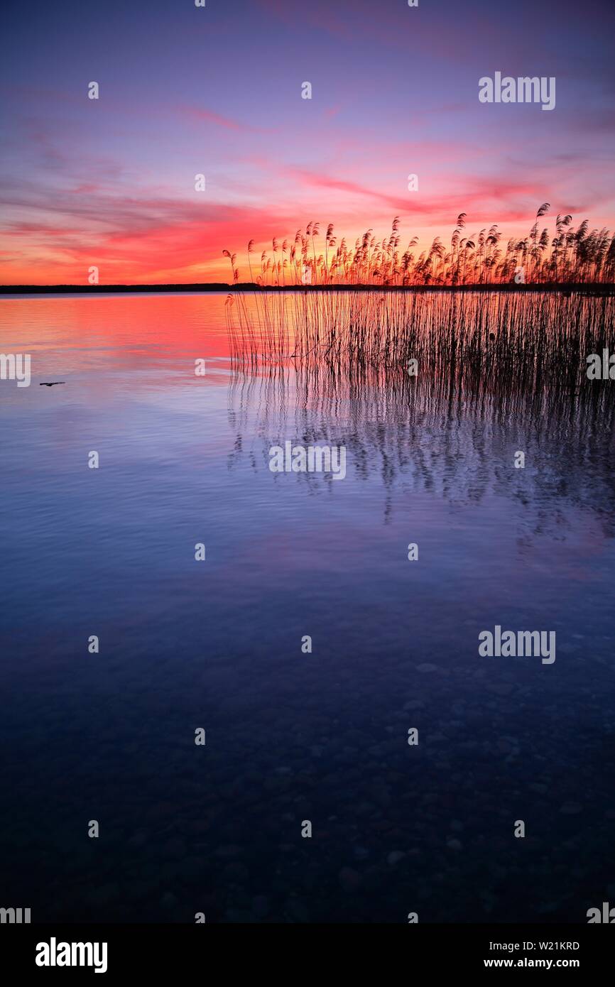 Il lago con reed al tramonto, Plauer See, Meclemburgo-Pomerania, Germania Foto Stock
