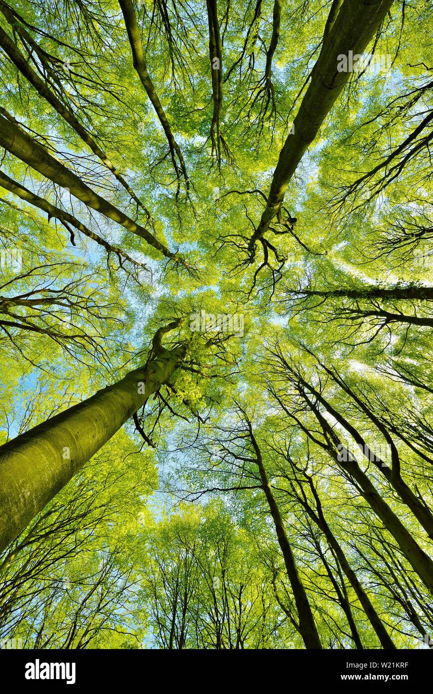 Sunny foresta di faggio in primavera, rana vista prospettica nel treetops fresco verde, Stubnitz, parco nazionale Jasmund, isola di Rügen Foto Stock