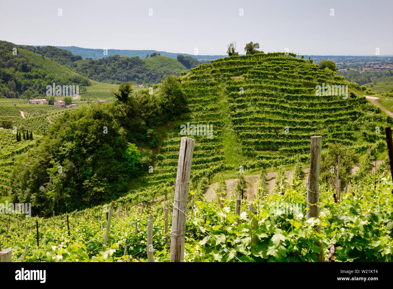 Pittoresche colline di vigneti del Prosecco spumante, regione a Valdobbiadene, Veneto, Italia. Foto Stock