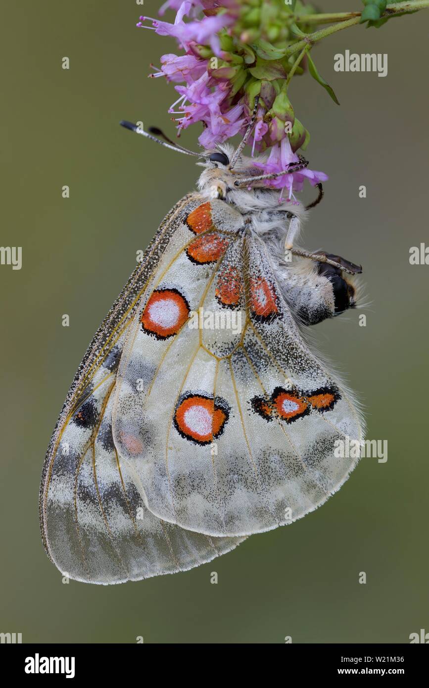 Apollo (Parnassius apollo), su di latifoglie di timo (Thymus pulegioides), area della Biosfera Svevo, Baden-Württemberg, Germania Foto Stock