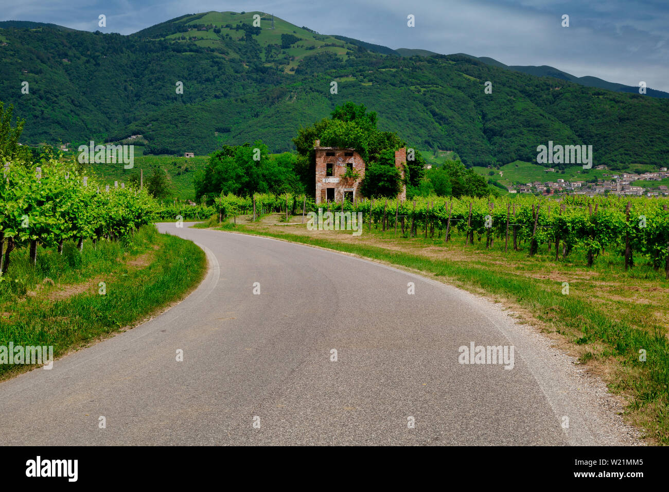 Pittoresche colline di vigneti del Prosecco spumante, regione a Valdobbiadene, Veneto, Italia. Foto Stock