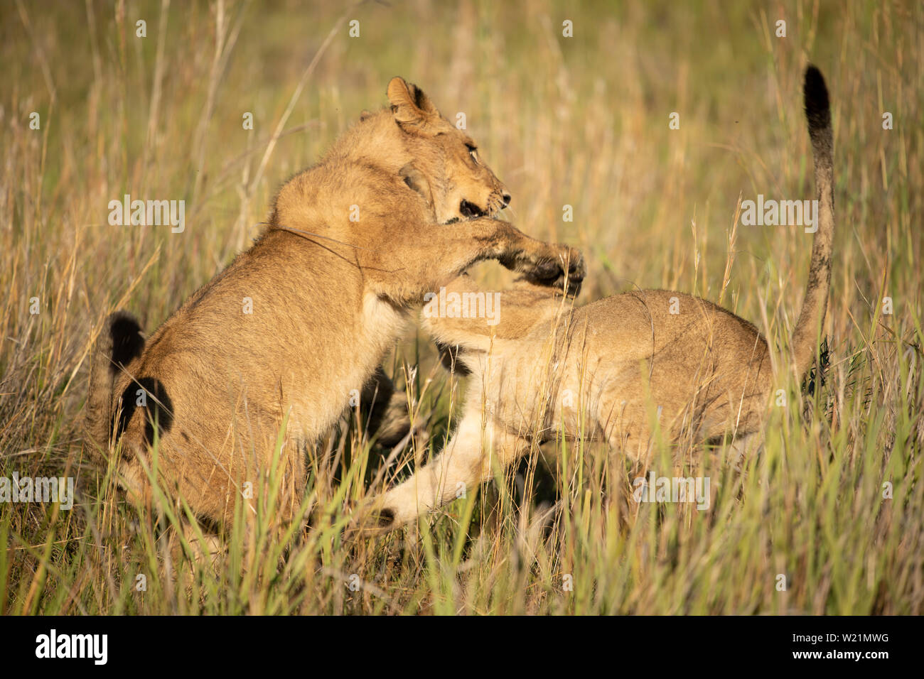 Leonessa a giocare con i cuccioli in Chitabe, Okavango Delta, Botswana Foto Stock