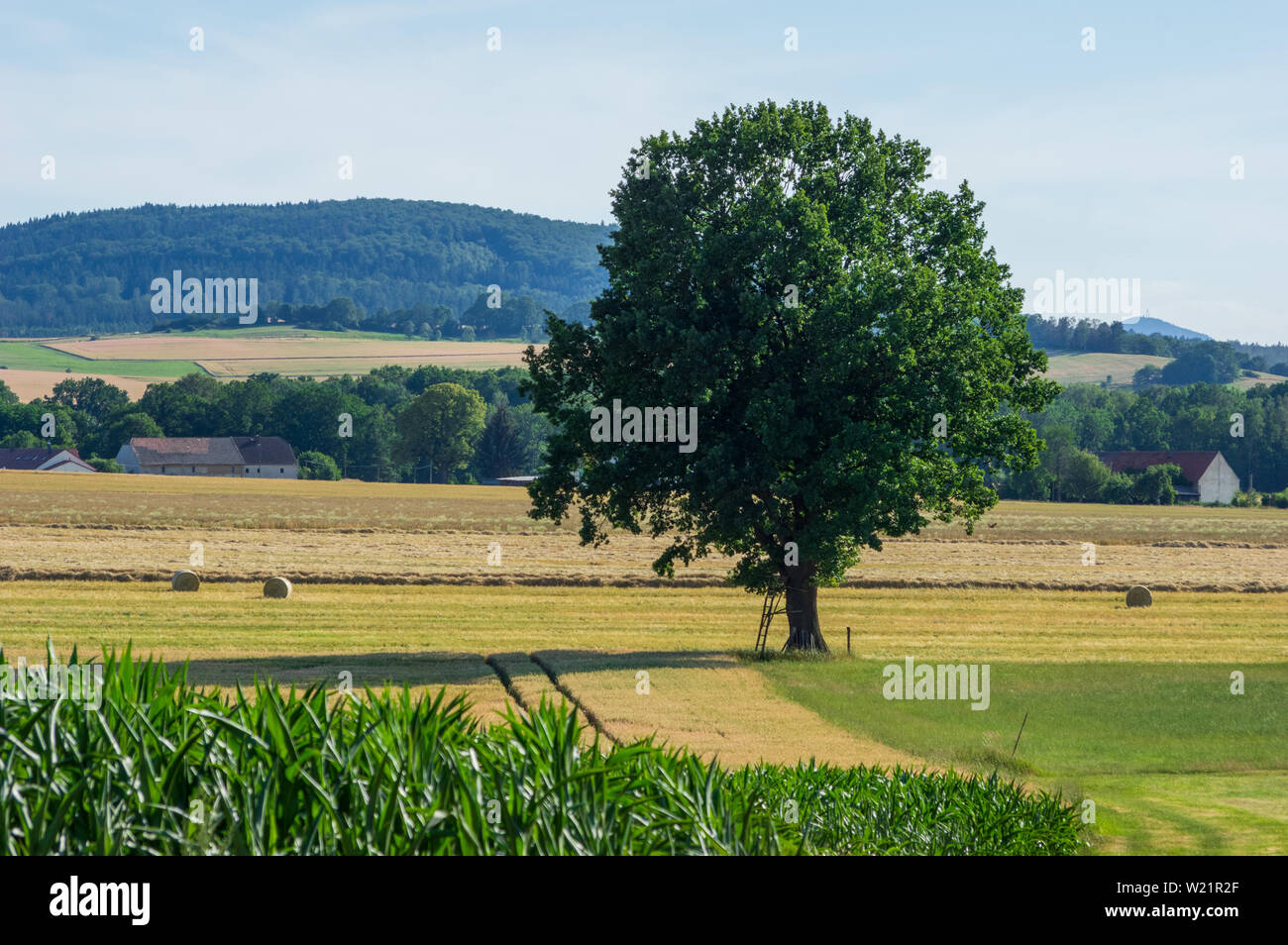 Unico albero in piedi su un raccolto frumento campo getta un' ombra in sera la luce del sole in estate Foto Stock