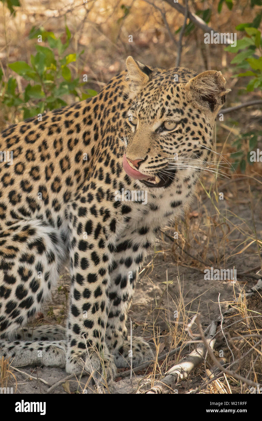 Giovani femmine leopard la caccia e la cattura di un nastrare mongoose Mungos mungo Mombo in Botswana Foto Stock