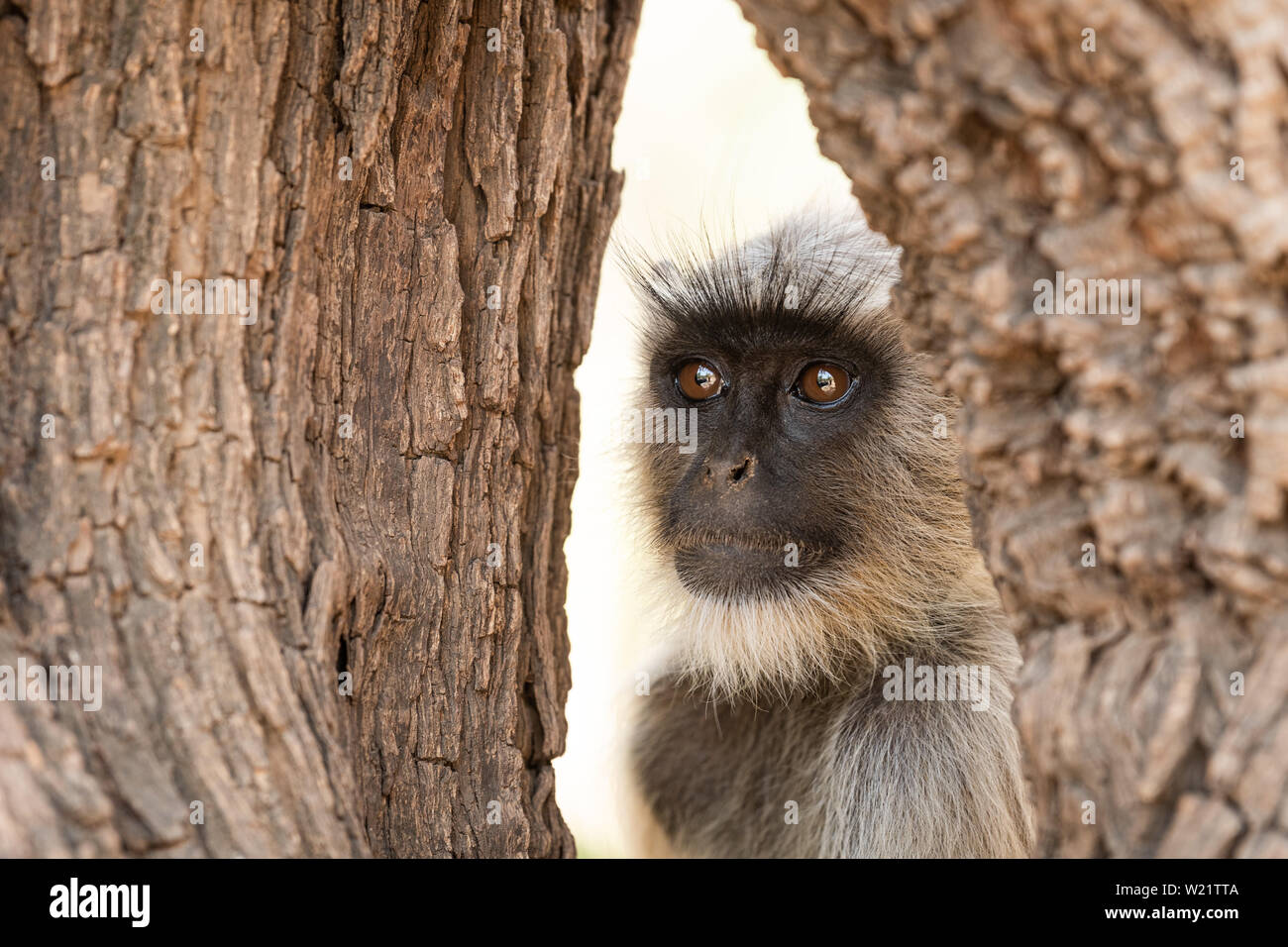 Grigio, langurs langurs sacra, langurs indiano o Hanuman langurs, scimmie del Vecchio Mondo ritratto nativo per il subcontinente indiano Foto Stock