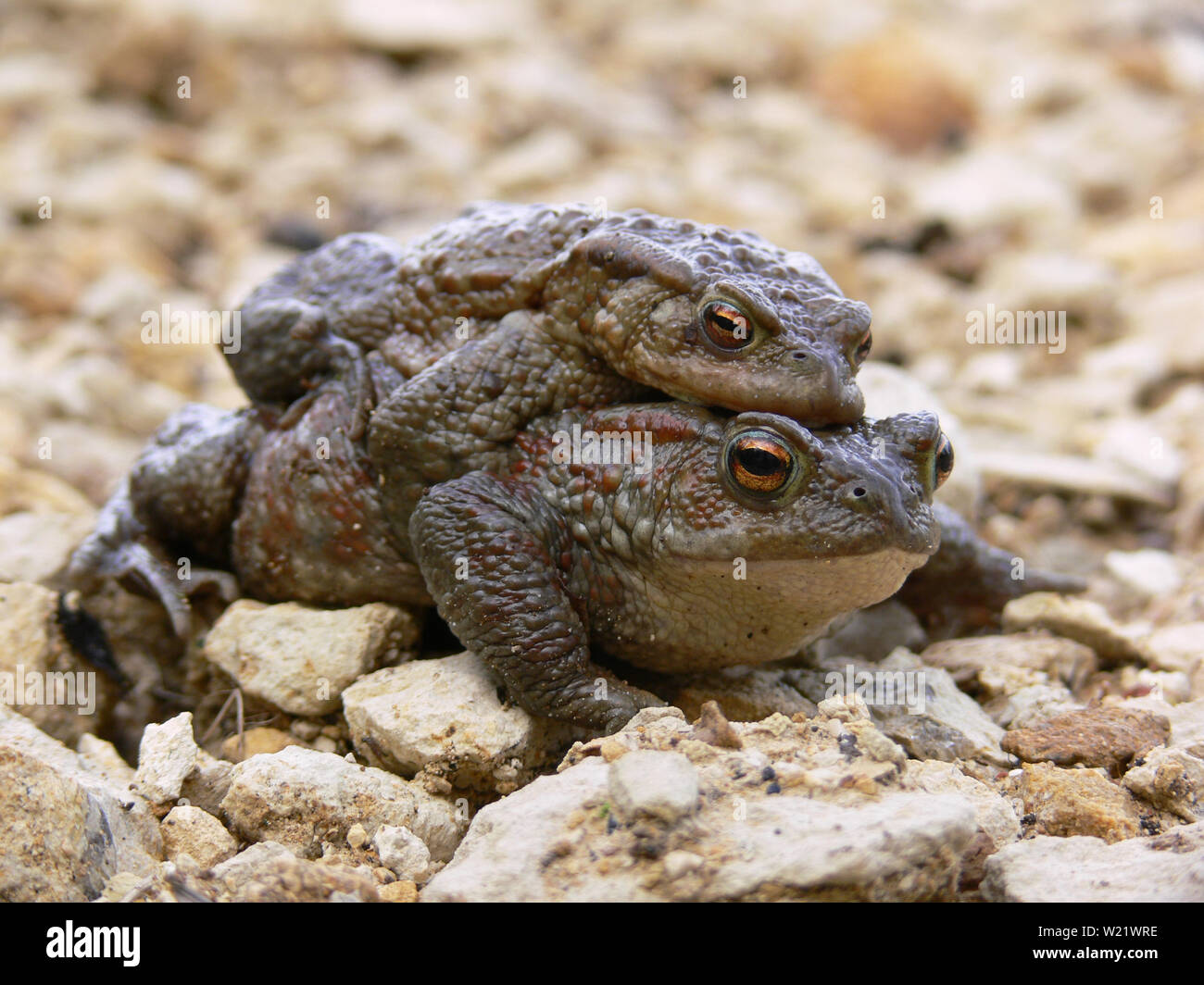 Rospi comuni (Bufo bufo) in amplexus prima dell'accoppiamento, REGNO UNITO Foto Stock