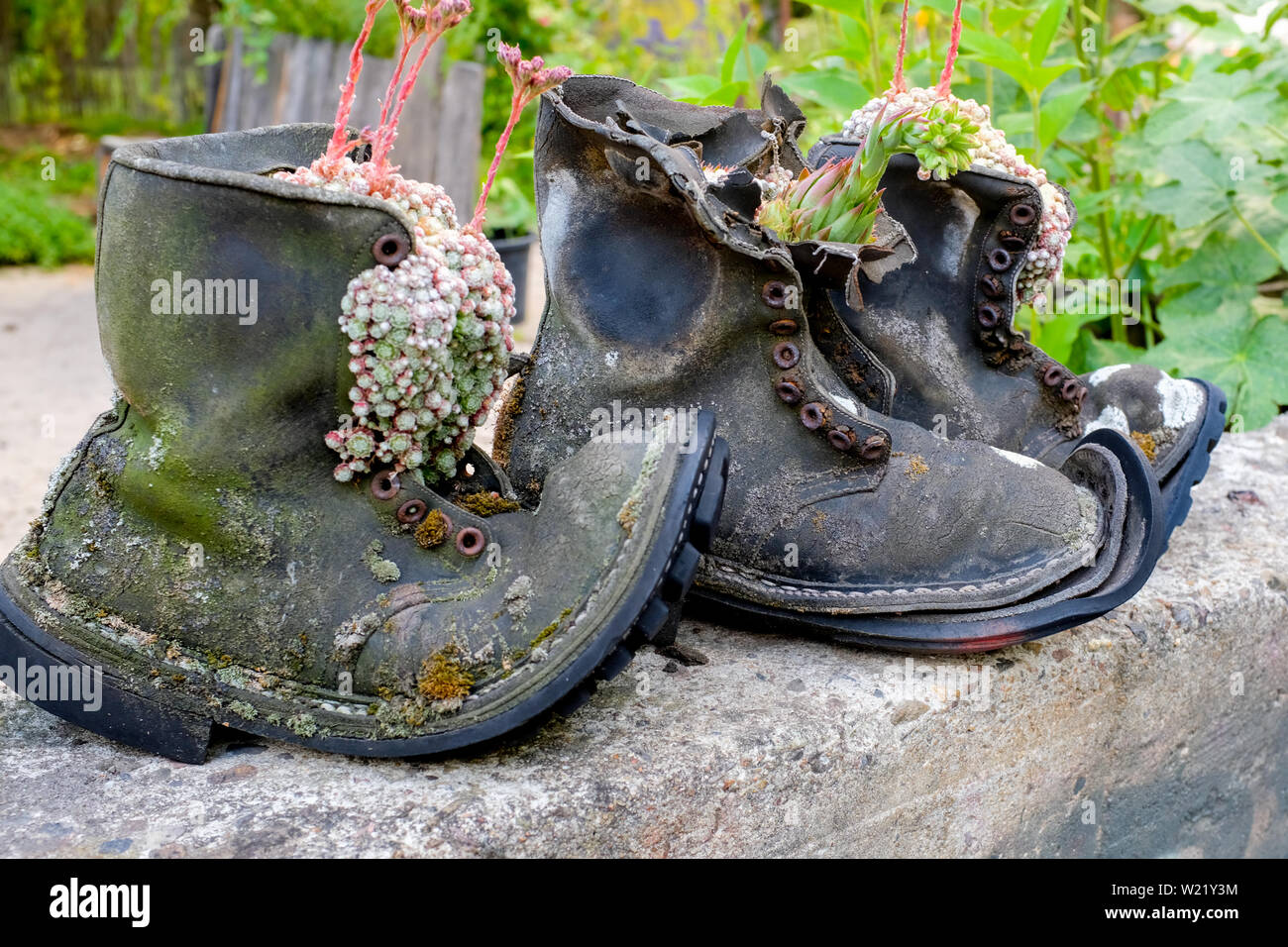 Vecchie scarpe usati come vasi di fiori Foto Stock