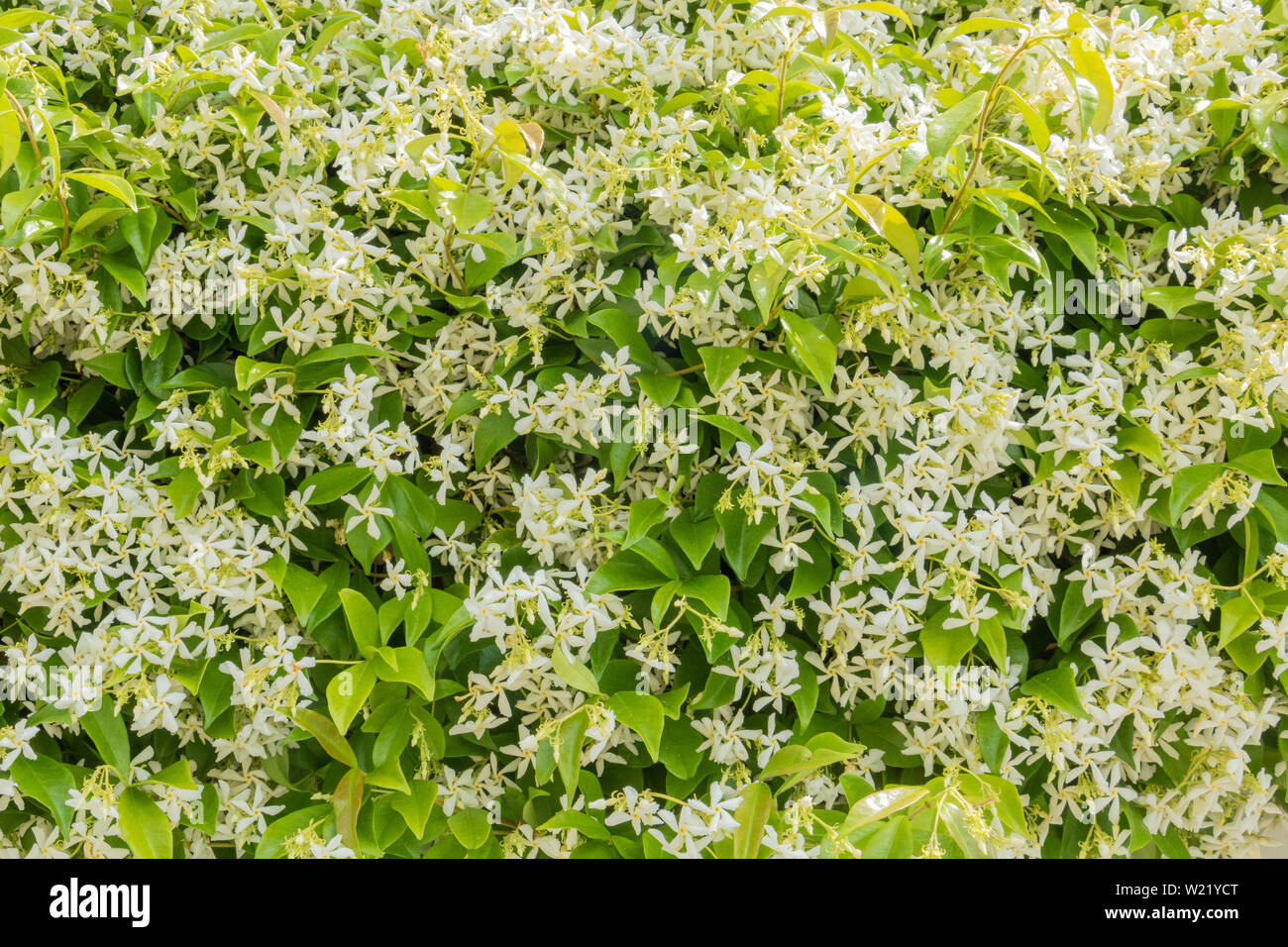 Risorse grafiche, bianco e lo sfondo di colore verde, gelsomino siepe in fiore, profumo impianto per profumeria Foto Stock