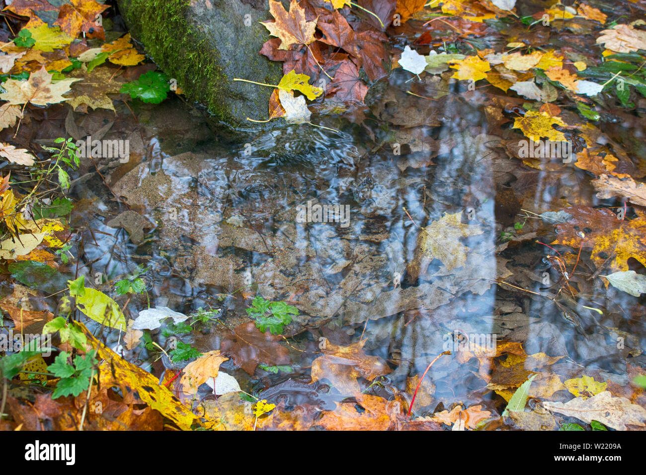 La molla batte fuori della terra nei boschi. In autunno di latifoglie foresta con molla coperto con foglie di giallo di aceri, querce e tigli Foto Stock