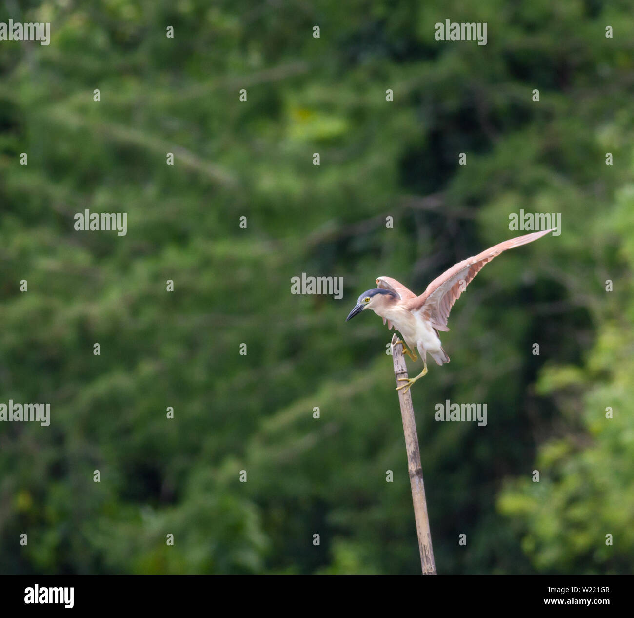 Rufous nitticora in una peschiera in cerca di cibo Foto Stock