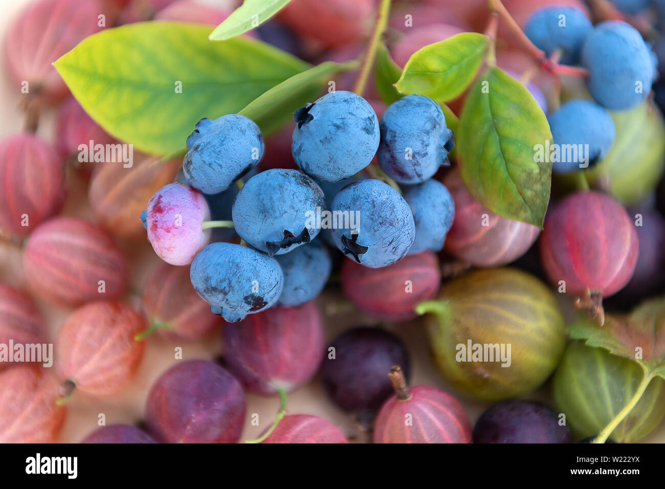 Raccolti freschi mirtilli con uva spina close up Foto Stock