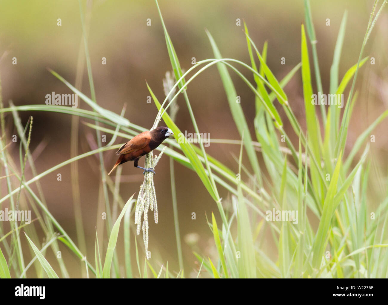 Chestnut munia bird su un gambo di erba Foto Stock