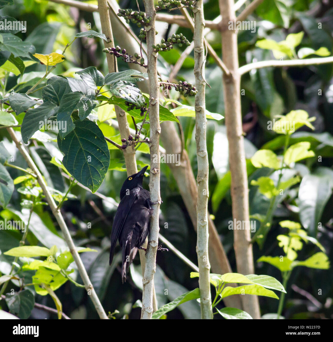 Micronesiano starling bird andando dopo i piccoli frutti Foto Stock