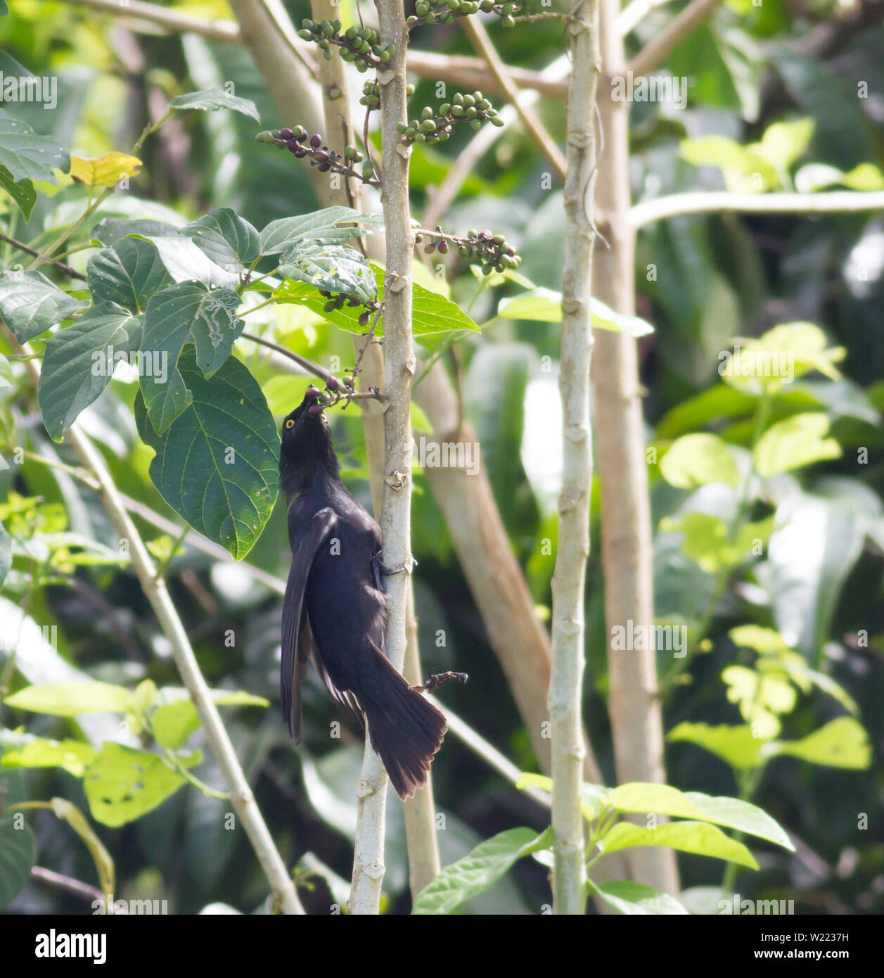 Micronesiano starling bird andando dopo i piccoli frutti Foto Stock