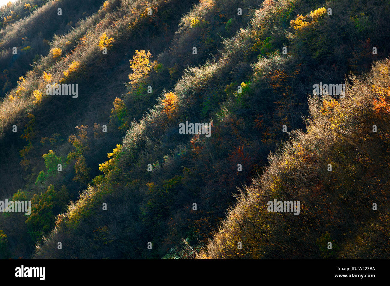 La luce del mattino illumina le piante con i colori dell'autunno. Abruzzo, Italia, Europa Foto Stock