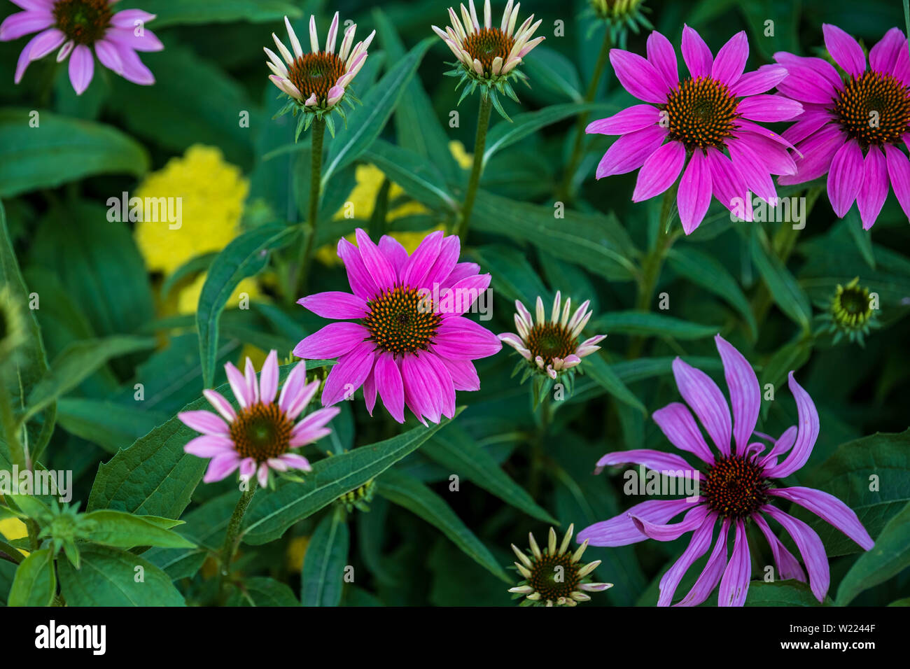 Un gruppo di coneflowers che fiorisce in un centro di aiuola Foto Stock